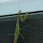 Chinese Mantid