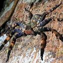Lunula huntsman spider
