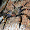 Lunula huntsman spider