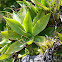 Agave