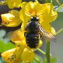 Carpenter Bee