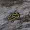 Fiddler Beetle