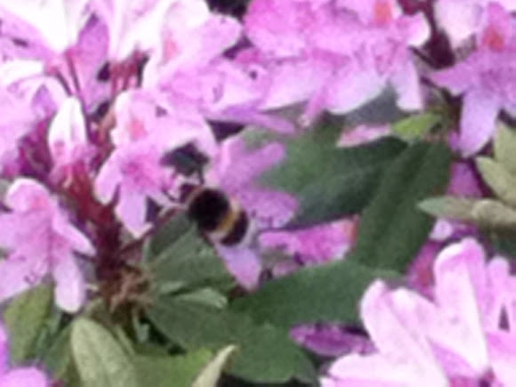 Spotting Image 1