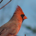 Northern Cardinal