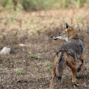 Indian Jackal