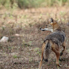 Indian Jackal