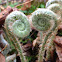 Christmas Fern