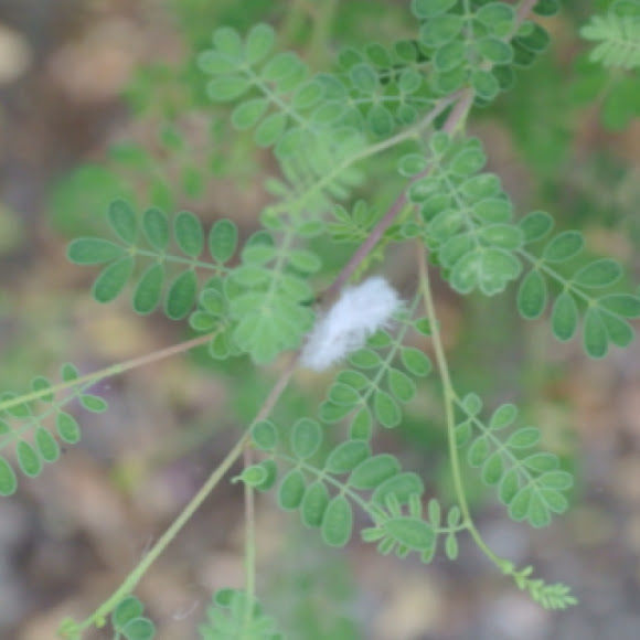 Spotting Image 1