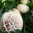Fungus