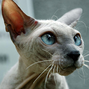 Sphynx Cats Wallpapers.apk 1.0