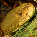 Timber Rattlesnake - Yellow phase