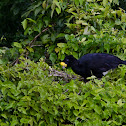Great Curassow