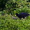 Great Curassow