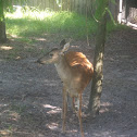 White-tailed Deer