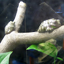 Barking Treefrog