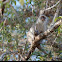 Vervet Monkey