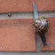 Garden Snail