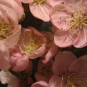 Peach blossoms