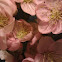 Peach blossoms