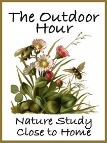 [Outdoor_Hour_button2.jpg]
