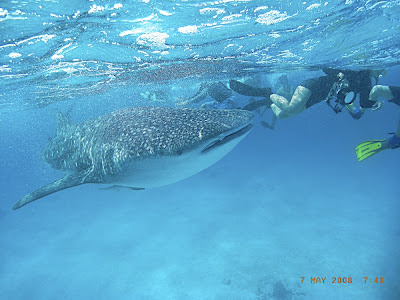 Whale Shark