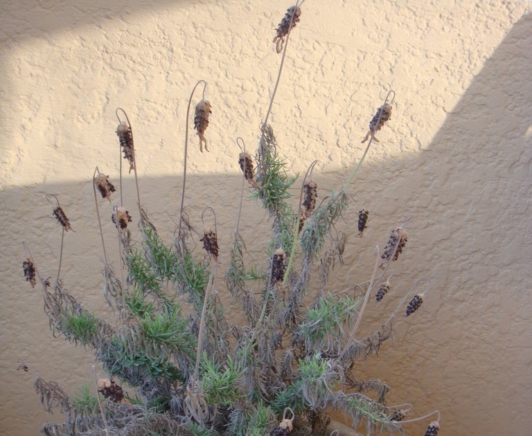 Skippetty Street The Lavender's either Dead or Dying