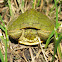 Red-eared Slider Turtle