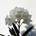 Oleander