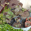 flowerlady's Bog garden