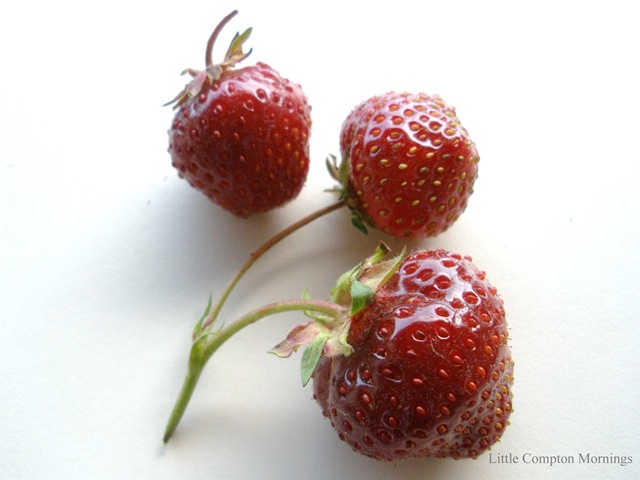 [Chiles and Strawberries 026 copy[3].jpg]