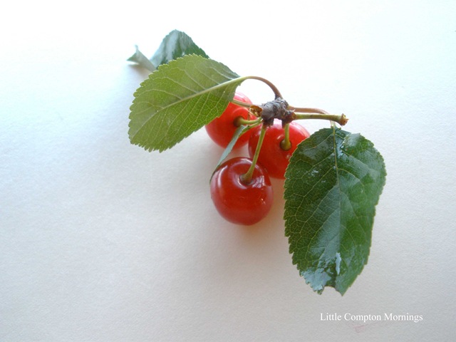 [sour cherries leaves[4].jpg]