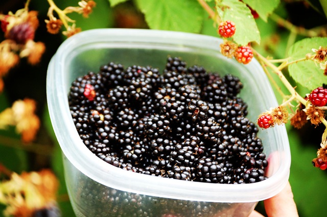 [berries[3].jpg]