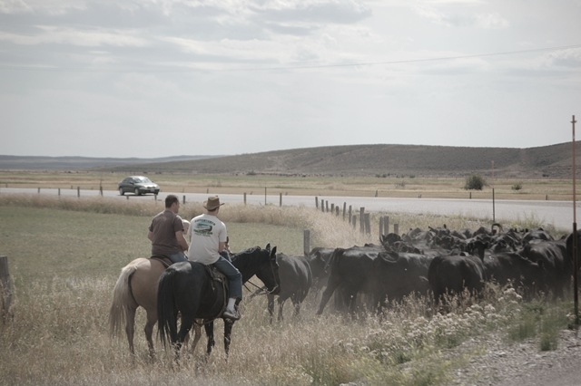 [cattledrive43.jpg]
