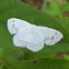 Moth
