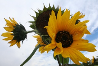 [orchardsunflower[4].jpg]