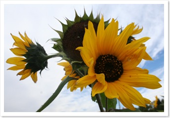 orchardsunflower