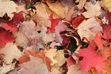 [orchardleaves[4].jpg]