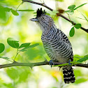 Barred Antshrike