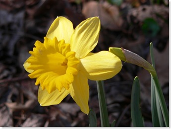 Narcissus Flickr Photo by Lee Coursey
