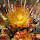 Flowering Cacti and Succulents of California