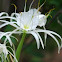 White Spider Lily