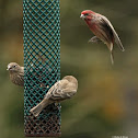 House finch