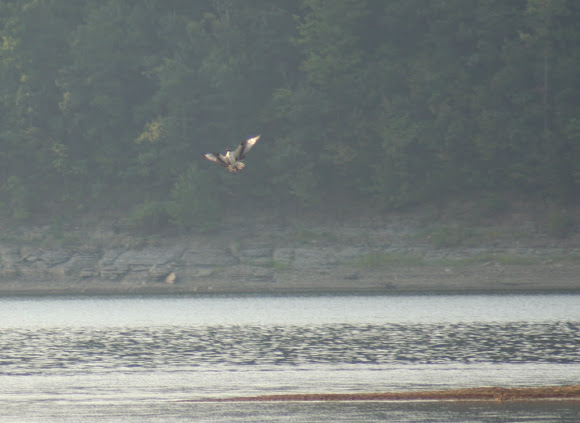 Spotting Image 1