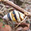 Liguus tree snail