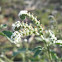 Heliotropium europaeum (Verruguera)