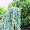 Atlas Cedar