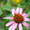 Leafhopper assassin
