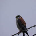 American kestrel