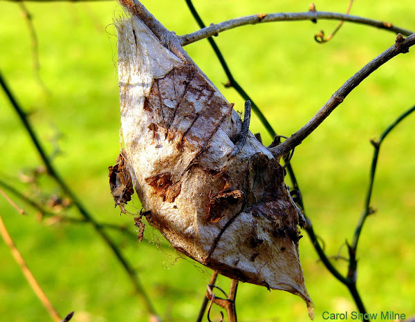 Cecropia Moth Cocoon | Project Noah