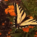 Western Tiger Swallowtail